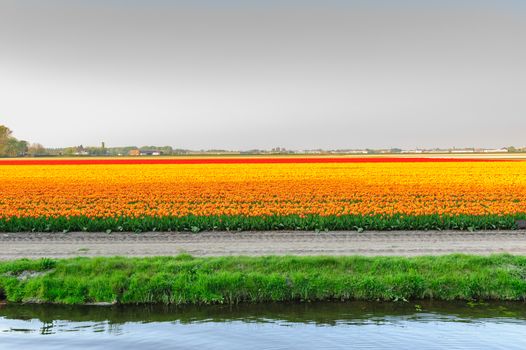 Colourful tulip fields view with water in Netherlands