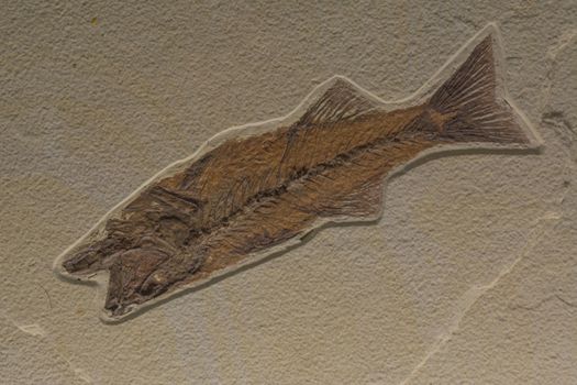 Prehistoric fossil of a life from the ocean