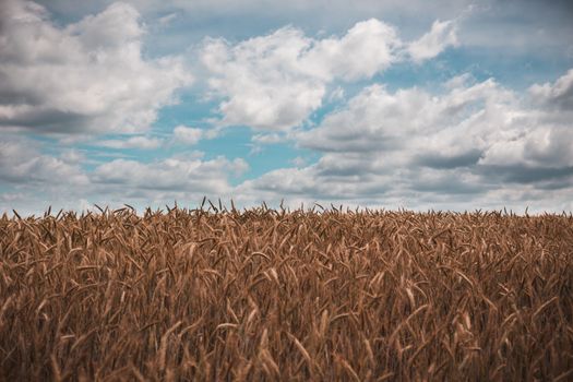 Wheat field, cloudy weather in warm summer before rain.