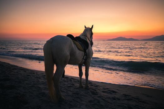 Horse on a beach lookin to the sea in the summer evening