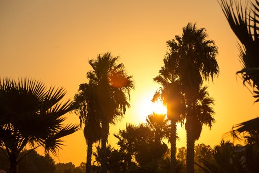 Silhouette of plam trees with colourful sunset