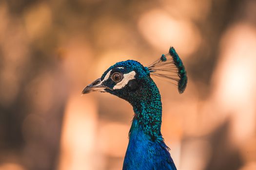 Nice proud peacock head with blue feathers on a soft background