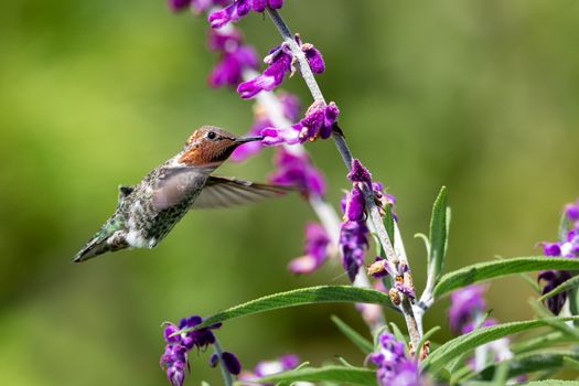 Anna's Hummingbird in Flight, Purple Flowers, Color Image, Day