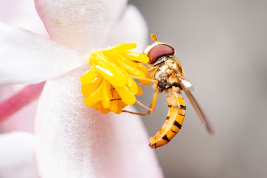 Macro shot of a bee on a flower eating pollen