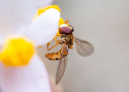 Macro shot of a bee on a flower eating pollen
