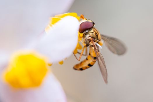 Macro shot of a bee on a flower eating pollen