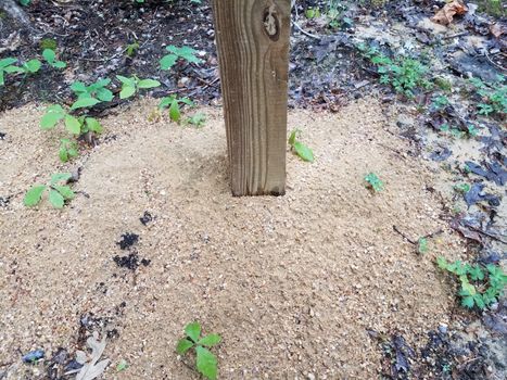 wood pole or stake and wet soil or sand on ground