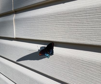 black butterfly insect with orange and blue wings on white house siding