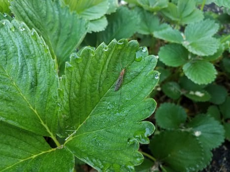 insect and water drops or droplets on green leaf on strawberry plant