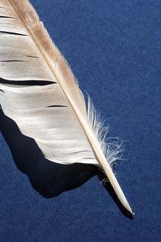 One bird feather on blue background against sun light