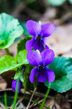 The first spring flowers of violets bloom on a bright spring day close-up macro photography