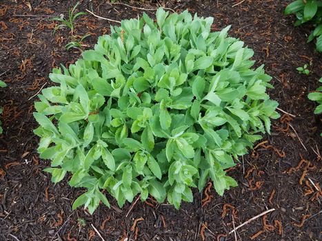 wet green leaves on plant or bush in brown mulch or soil