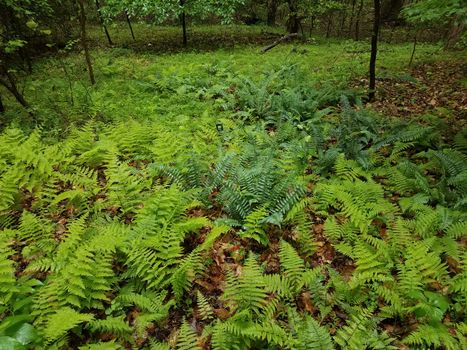 green fern leaves outdoor in the nature in the forest or woods