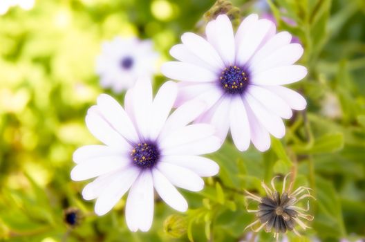 Blue daisies with orton effect