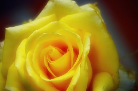 Yellow rose with orton effect