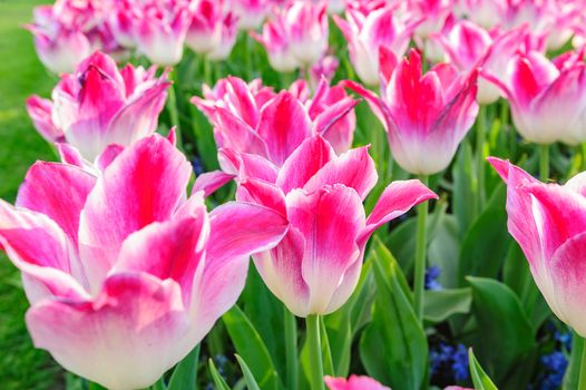 Large multicolored tulips flowerbed in Netherlands