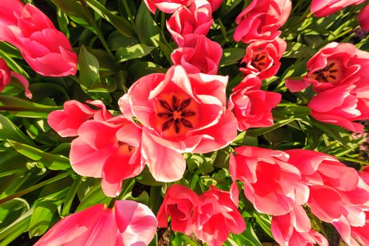 Large multicolored tulips flowerbed in Netherlands, view from above