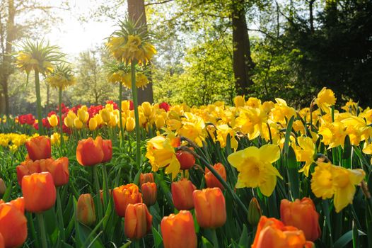 Lilies, white daffodils and red tulips of Netherlands in rays of sunset, with sun flare, selective focus