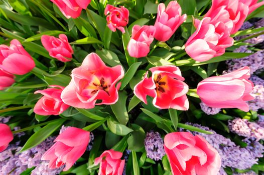 Large multicolored tulips flowerbed in Netherlands, view from above