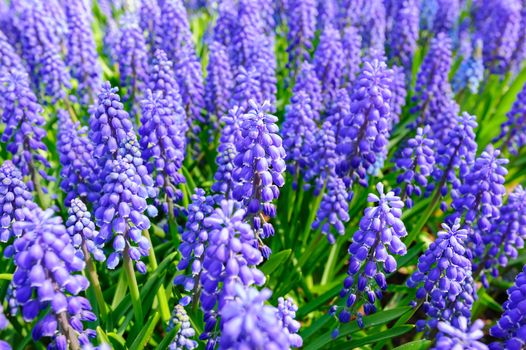 Large hyacinth flowerbed in Netherlands
