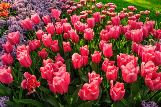 Large multicolored tulips flowerbed in Netherlands