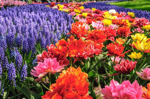 Large multicolored tulips flowerbed in Netherlands