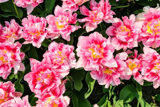 Large pink tulips flowerbed in Netherlands