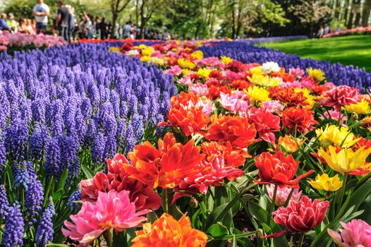 Large multicolored tulips flowerbed in Netherlands, unrecognizable people at background