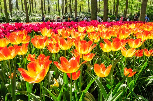 Large multicolored tulips flowerbed in Netherlands, unrecognizable people at background