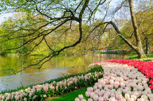 Large multicolored tulips flowerbed in Netherlands, unrecognizeable people at background