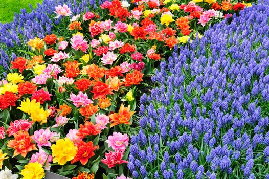 Large multicolored tulips flowerbed in Netherlands