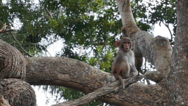 Squirrel monkey in natural habitat, rain forest and jungle, playing and moving around