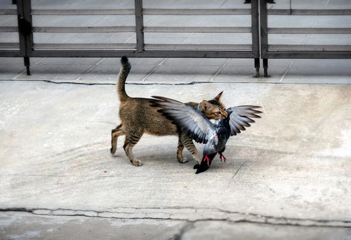 Domestic Pet Cat Hunts and Kills a Pigeon