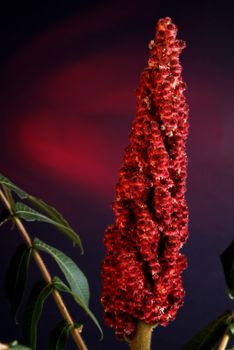 Blooming white lily flower buds (Lilium Samur), timelapse footage. Close up, macro. with juta background.