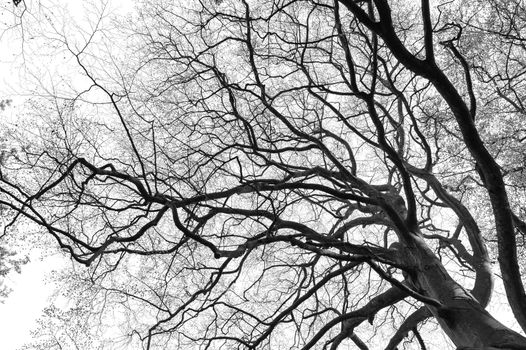 Complex tree branch silhouette isolated on white background