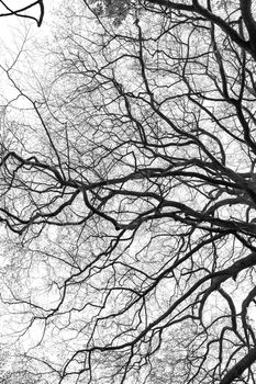 Complex tree branch silhouette isolated on white background