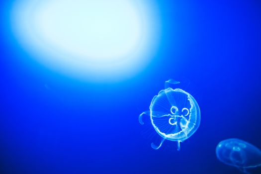 Elegant movement of moon jellyfish across blue water with a bright light in the background. San Sebastian, Spain