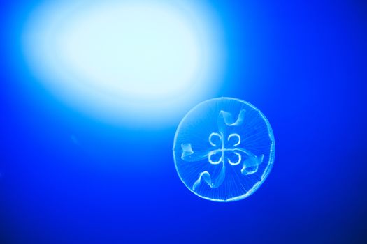 Elegant movement of moon jellyfish across blue water with a bright light in the background. San Sebastian, Spain