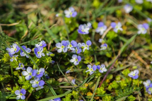 Browallia speciosa flowers in the garden.