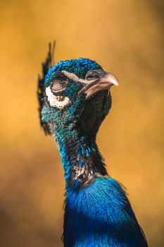 Nice proud peacock head with blue feathers on a soft background