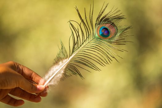 Nice peacock feather with blurry backgroung in hand