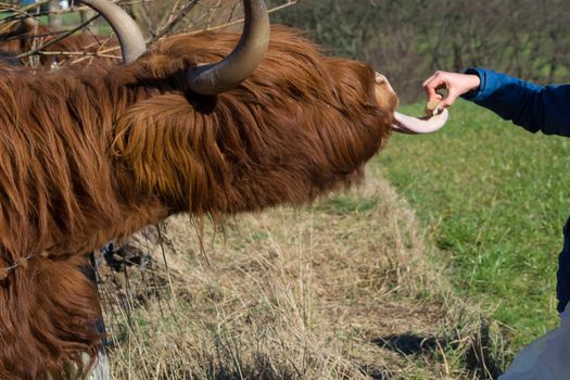   Portrait of a red Scottish highland cattle, sticking out his tongue, cow with long wavy hair and long horns