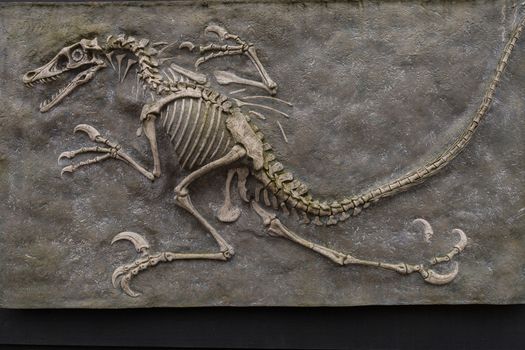 Dinosaur fossil from prehistoric evolution isolated on brown background