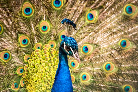 Colorful head of peacock with bright feathers in the background - wildlife