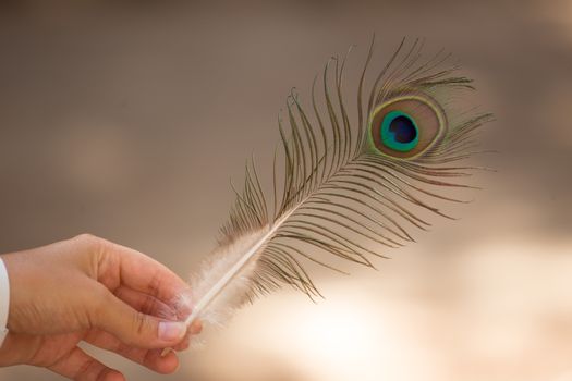 Nice peacock feather with blurry backgroung in hand