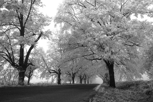 Black and White frozen road in winter