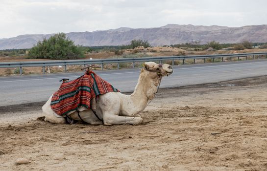 camel next to the road near jerusalem in israel