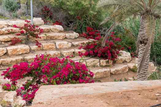 bougainville flowers at the jordan river in israel