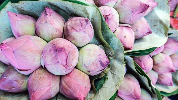 Bouquet of lotus flowers background
