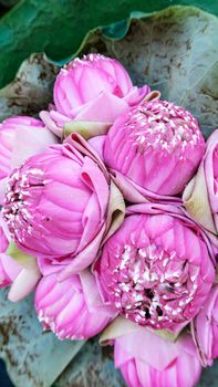 Bouquet of lotus flowers background